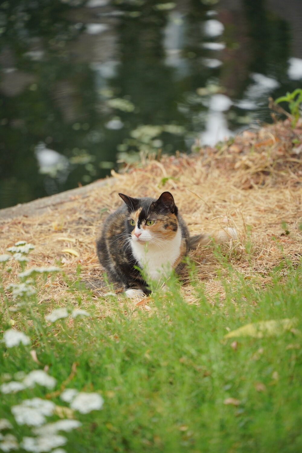 Photo #14045041