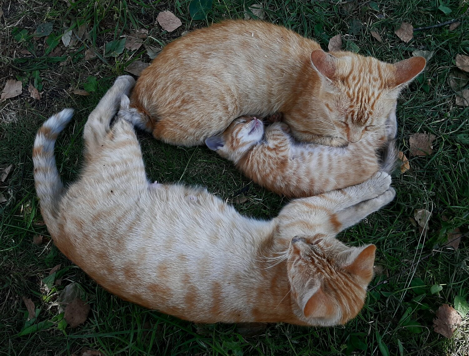 Photo #14045130
