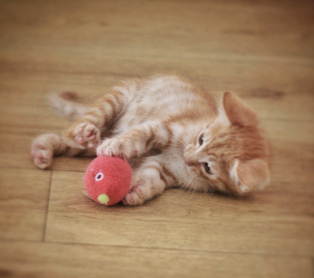 Photograph by Vasilisa the Beautiful