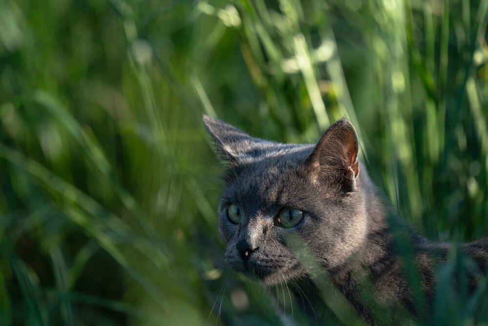 On the hunt