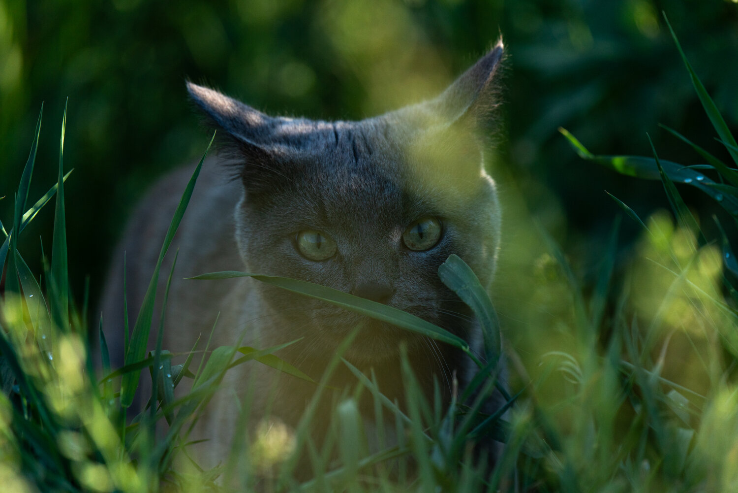 On the hunt