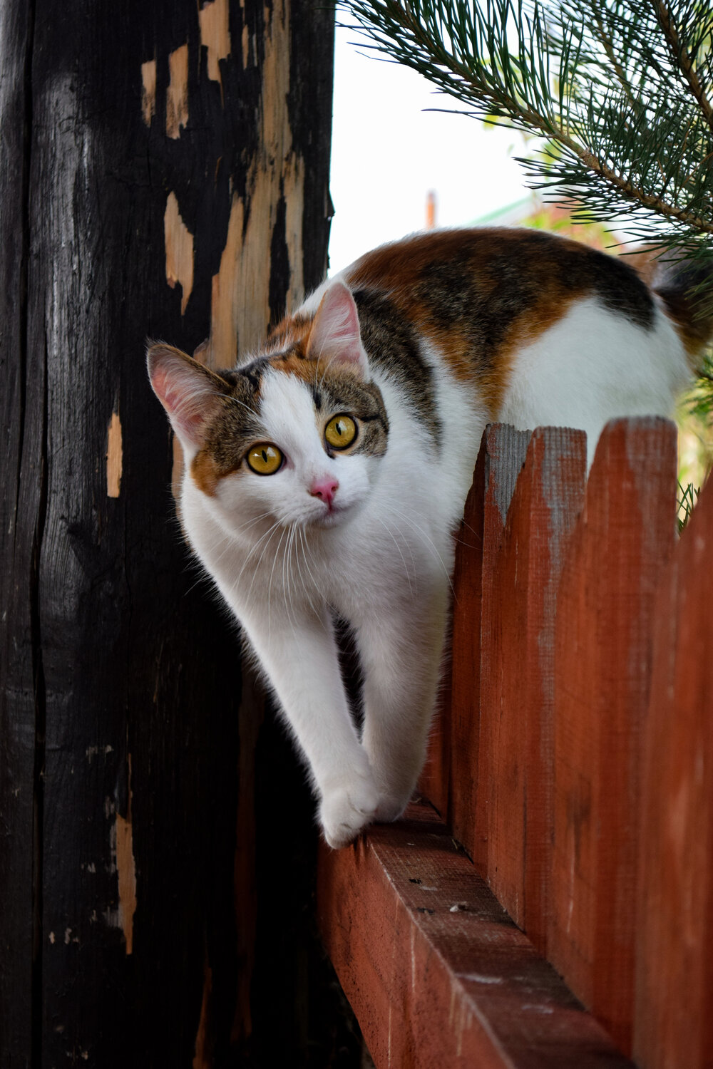 Photo #14045377