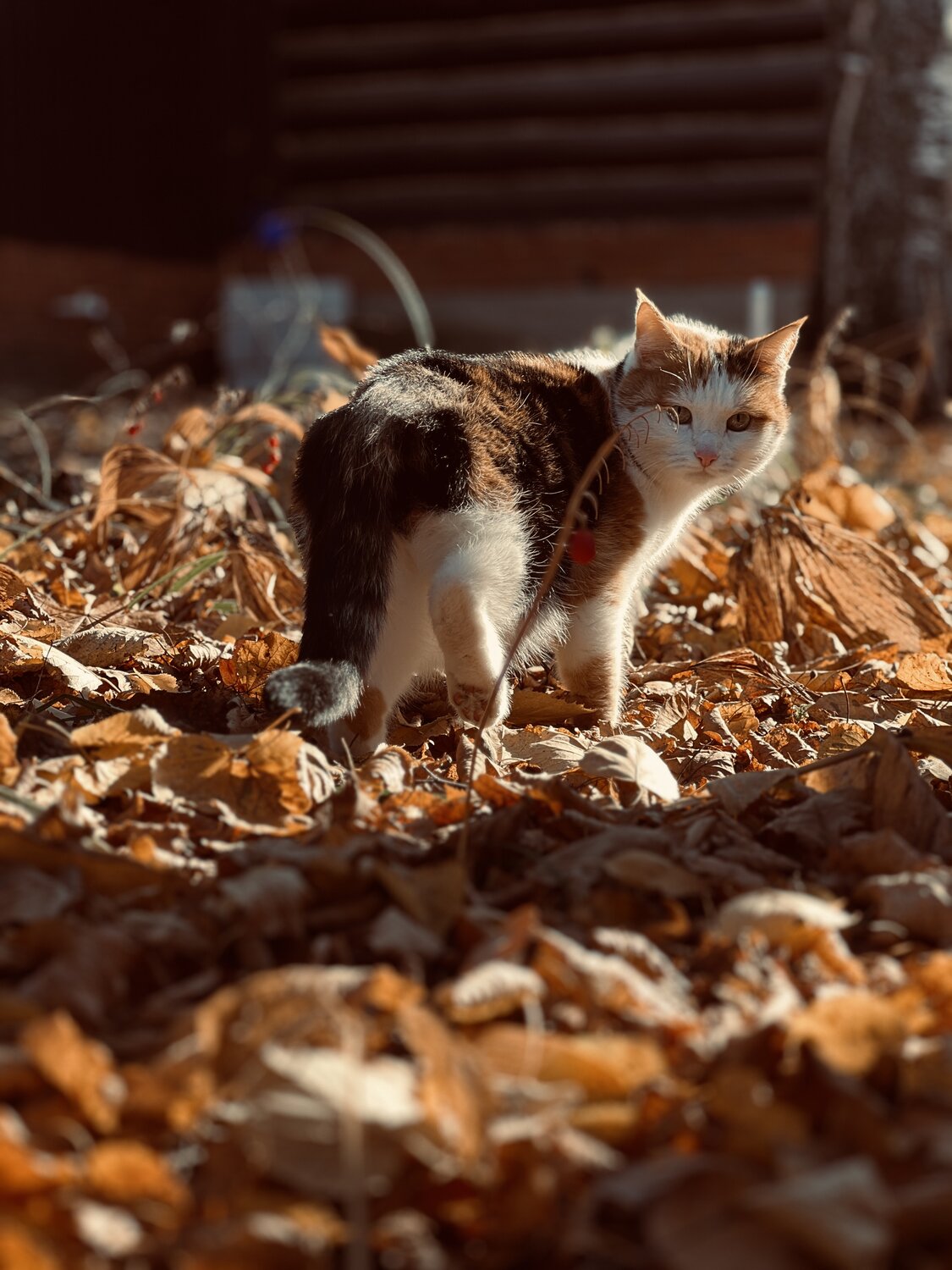 Photo #14045458