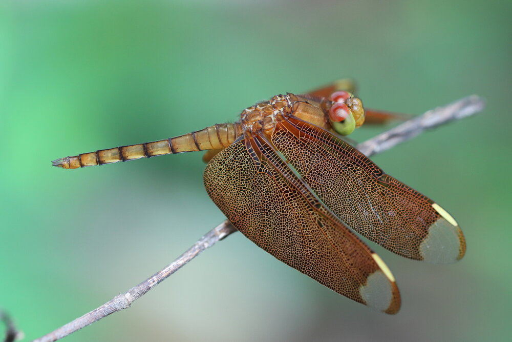 Immature dragon!!