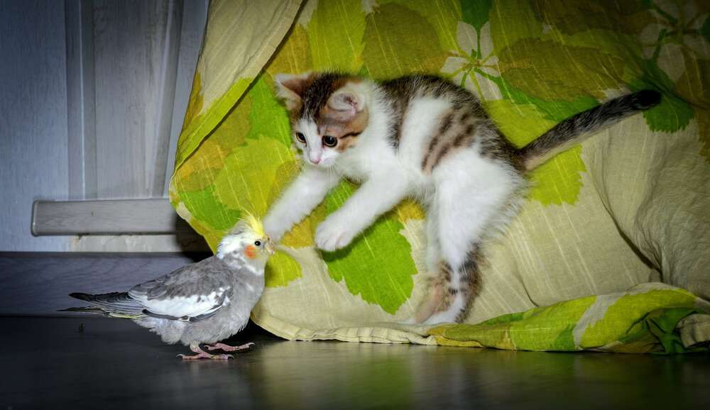 Photograph by Алексей Бойда