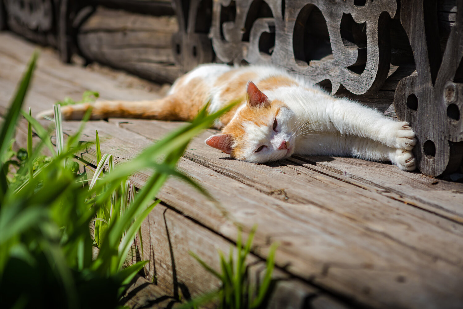 Photo #14045532
