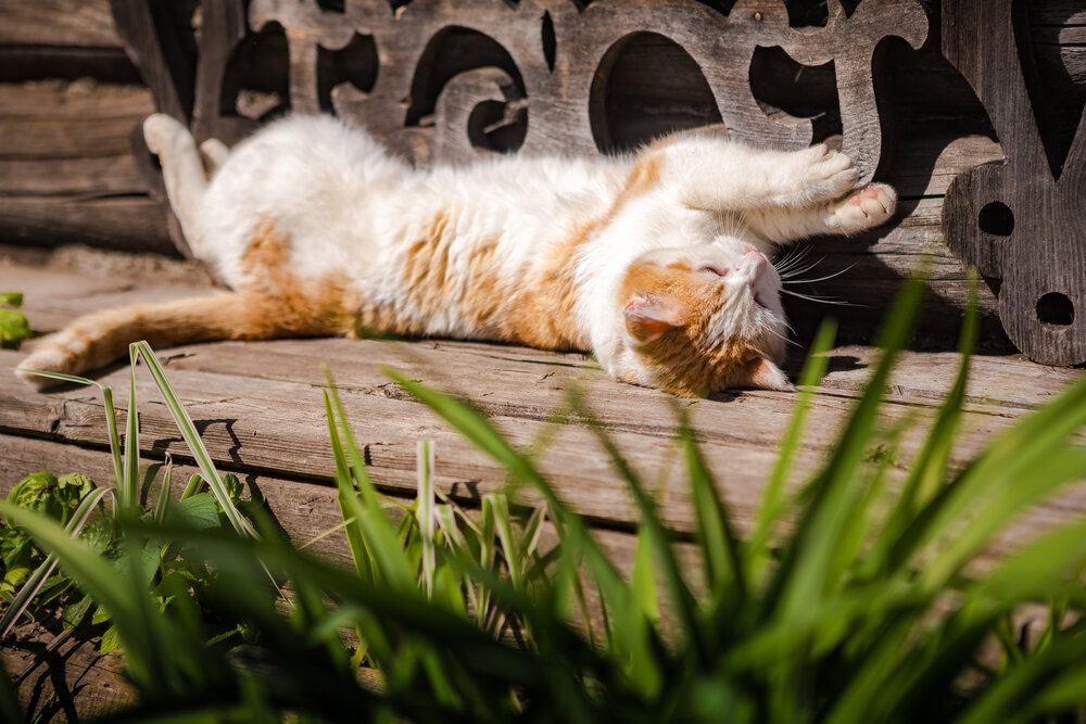 Photograph by Виталий Суслов