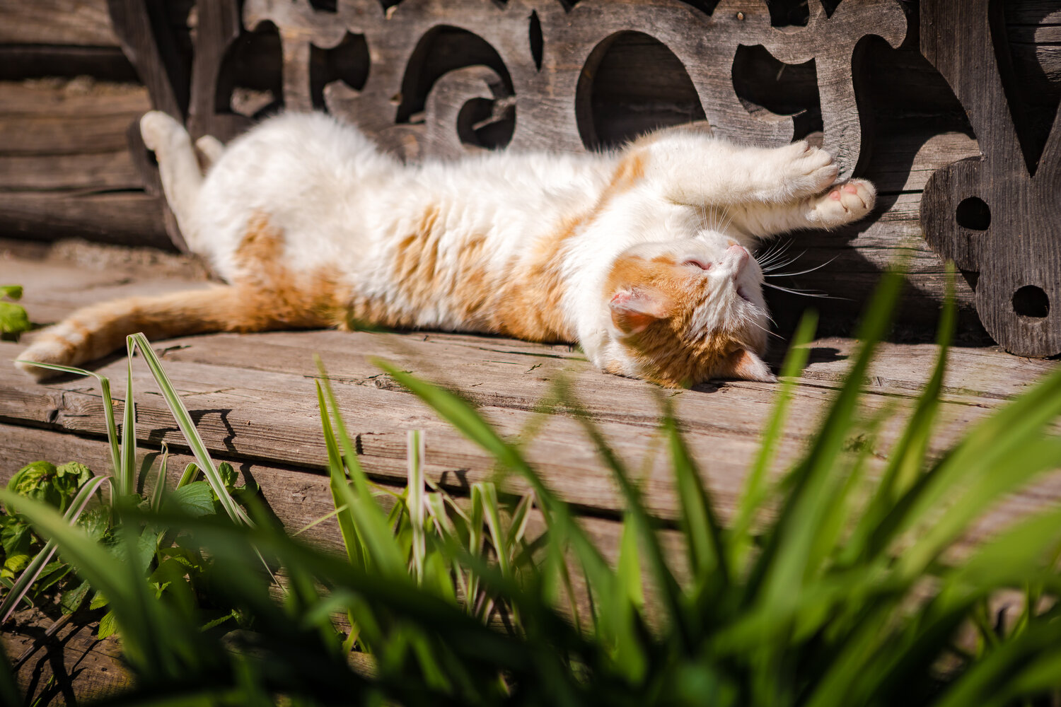 Photo #14045535