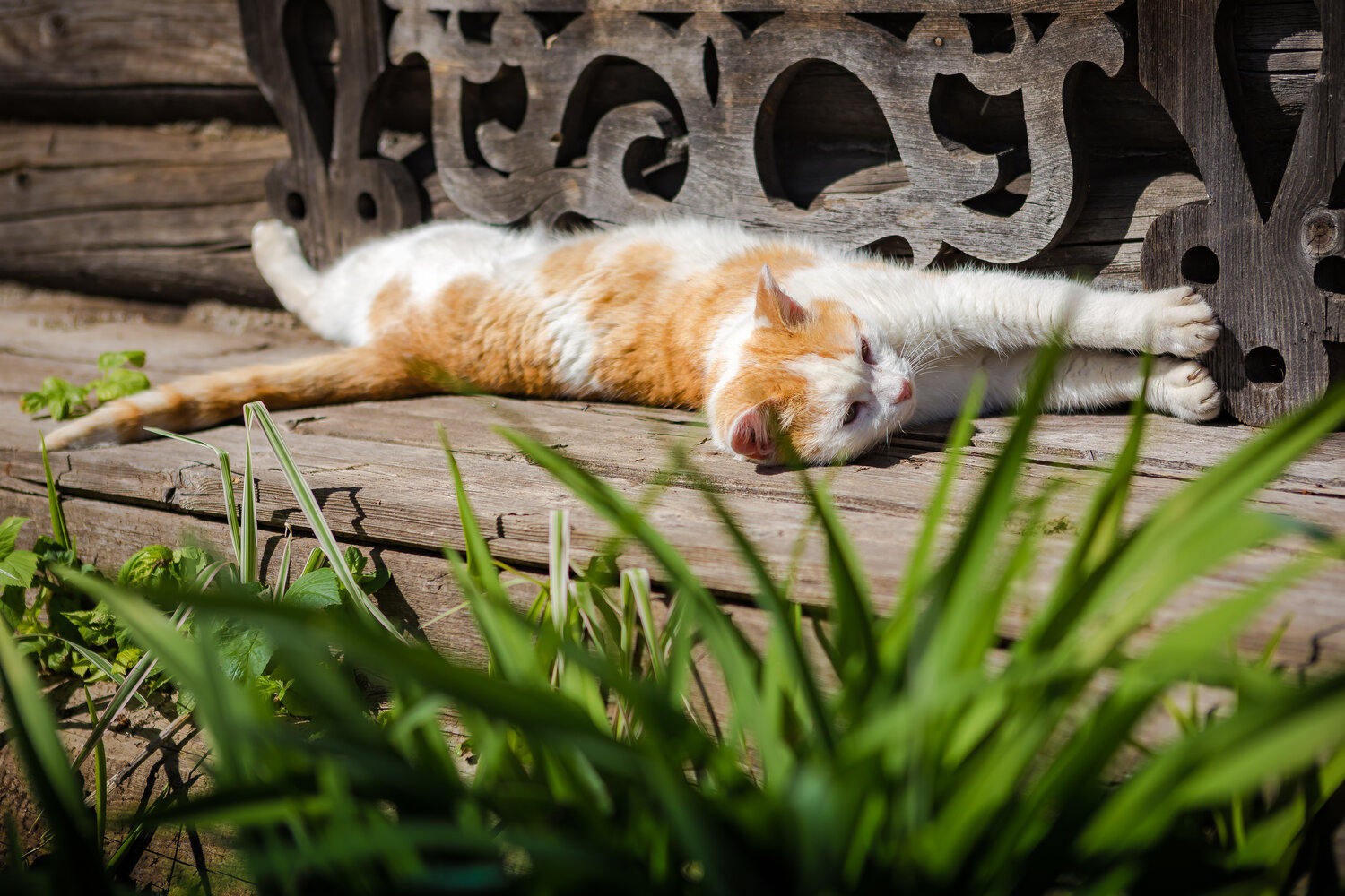 Photo #14045542