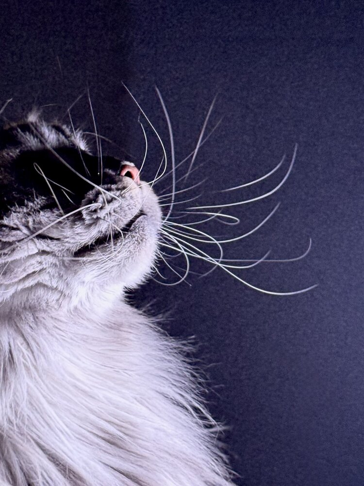 Photograph by Мария Якубовская