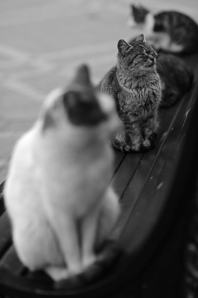 Photograph by Artur Abdullayev