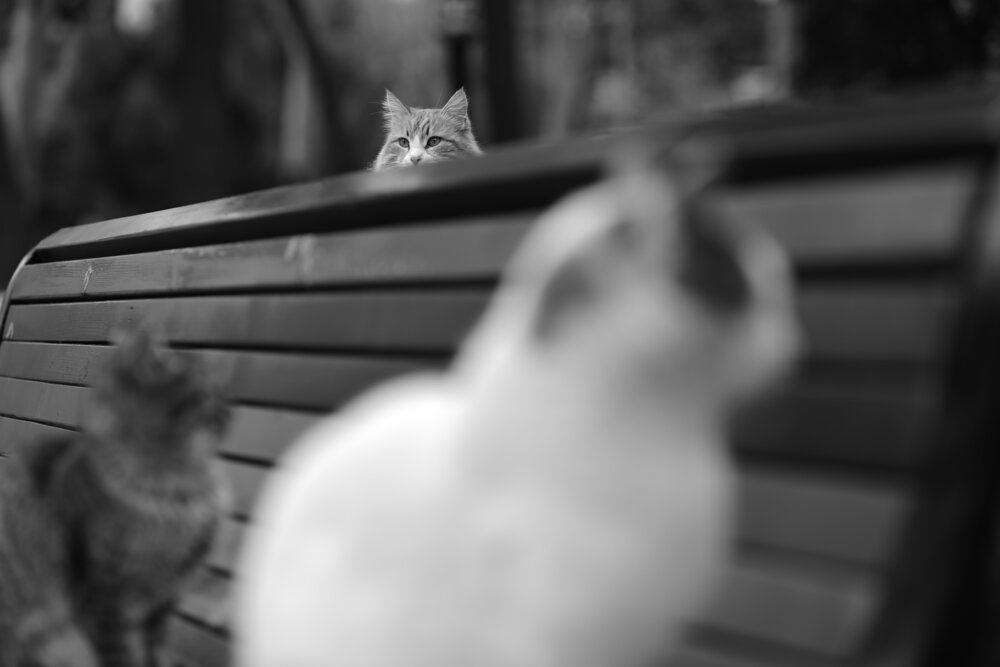 Photograph by Artur Abdullayev