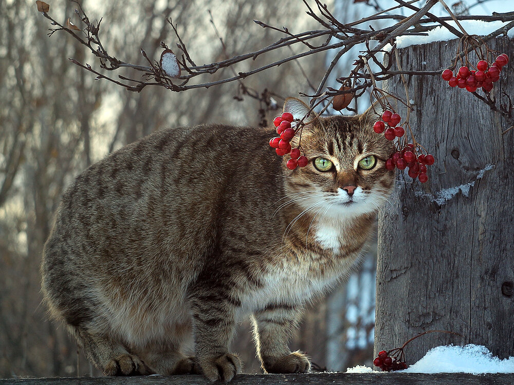 Photograph by Валентина Евсеева