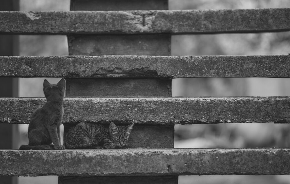 Photograph by constantnine
