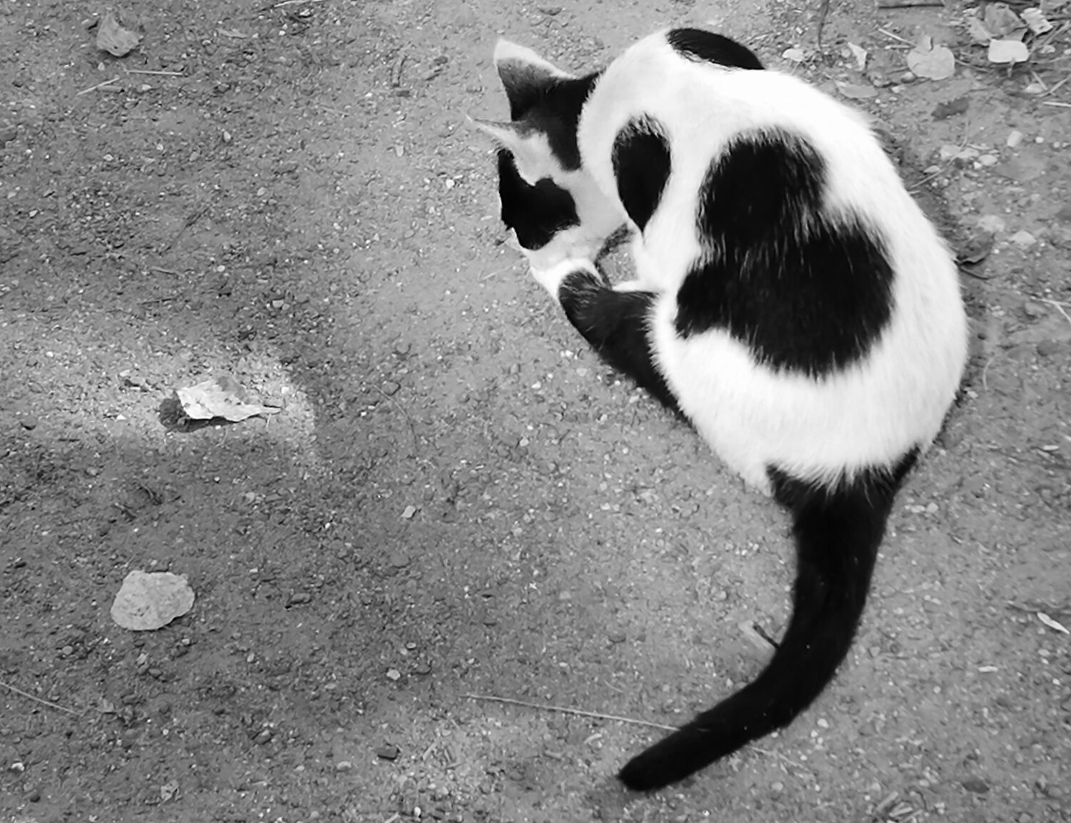 Photo #14045868