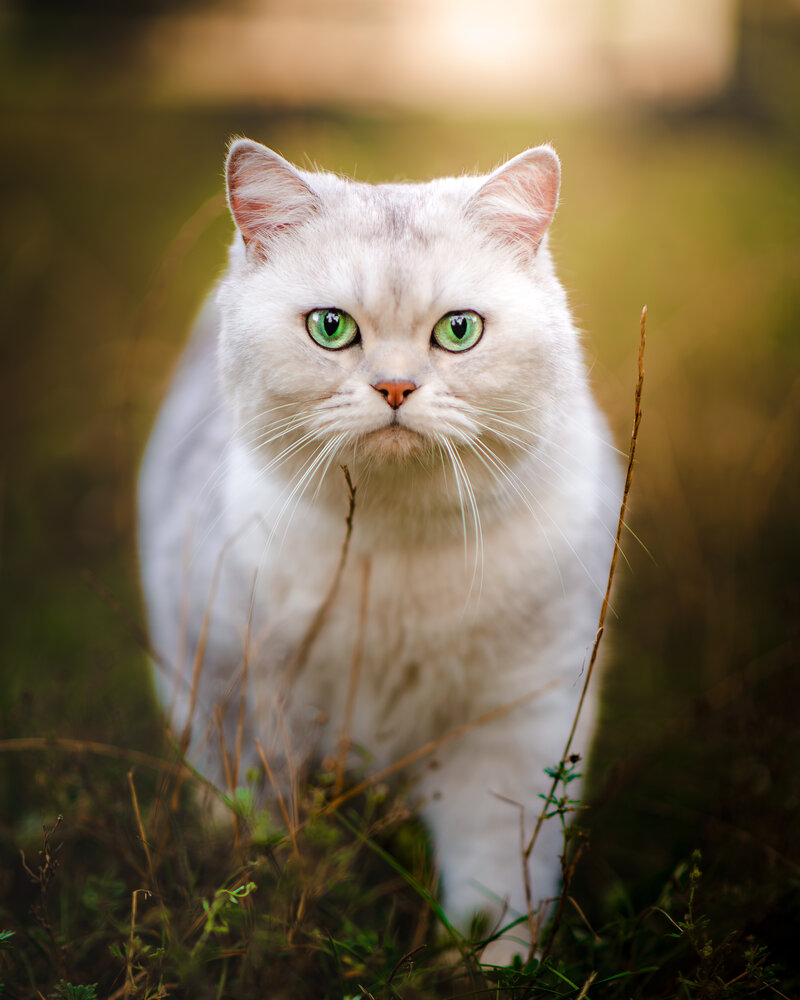 Photograph by Максим Симанчук