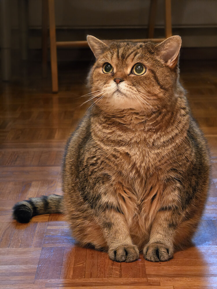 Photo #14046093