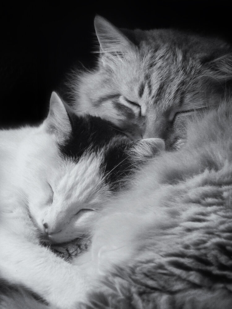 Misu y Chito