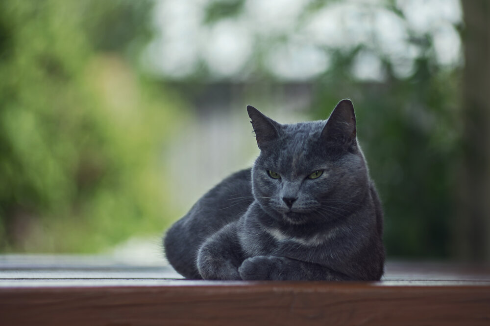 Photograph by Алексей Широбоков