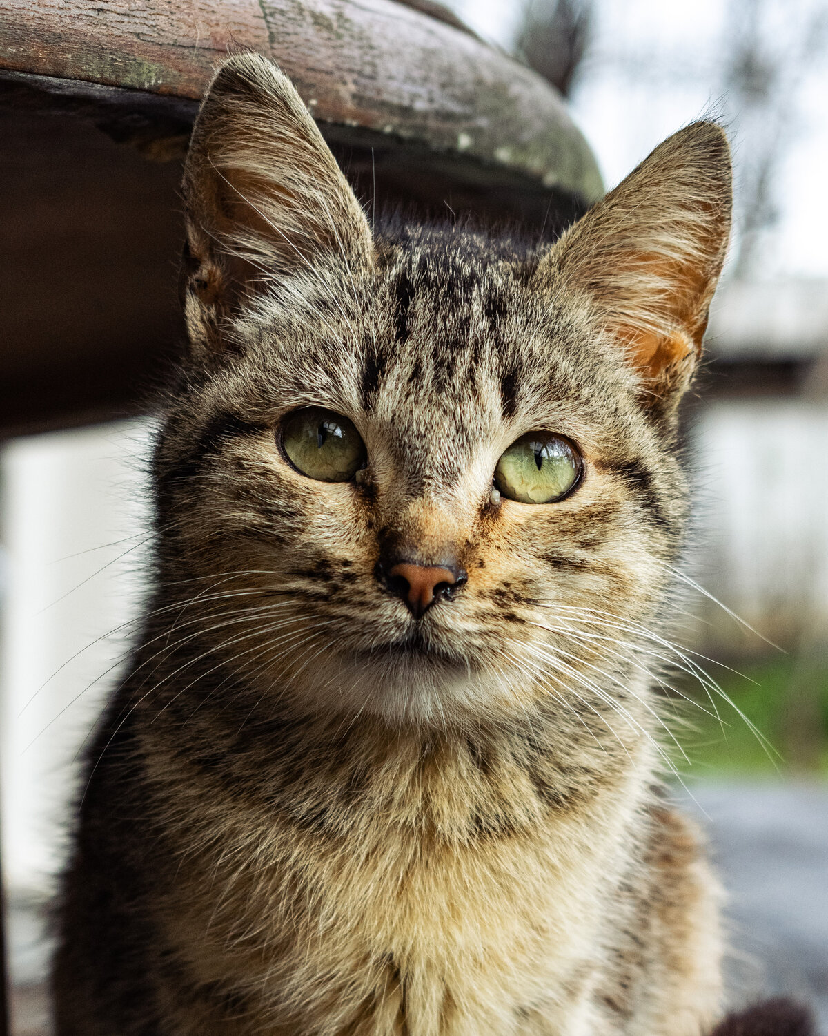 Photo #14046459