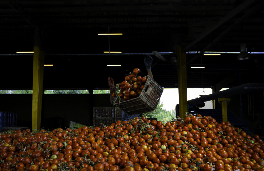 tomato in head