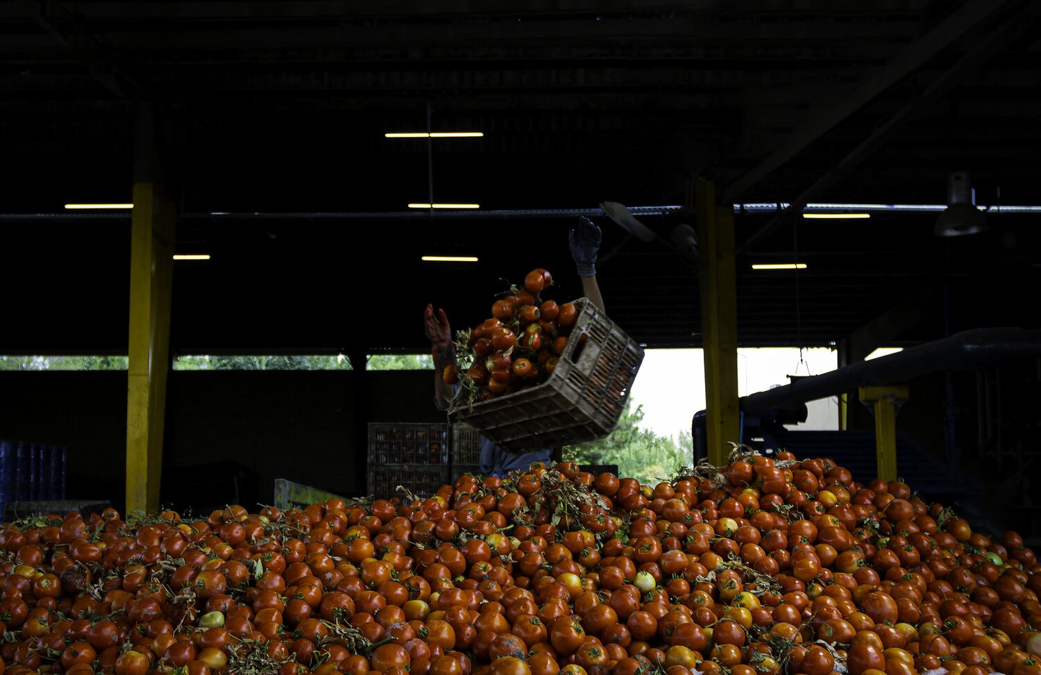tomato in head