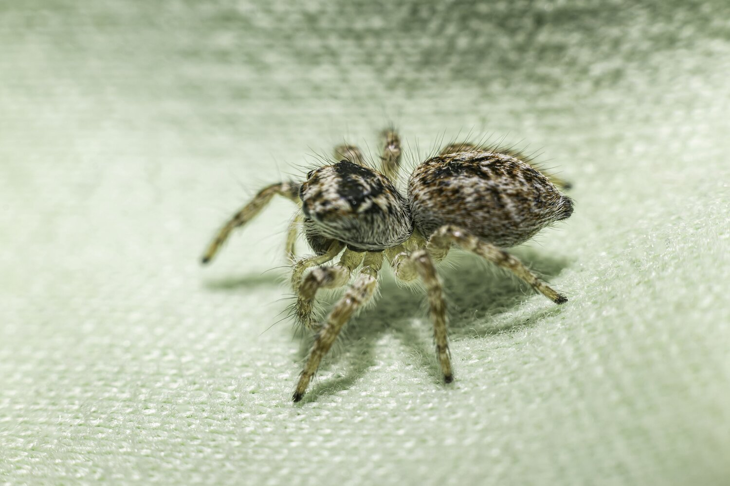 Jumping spider