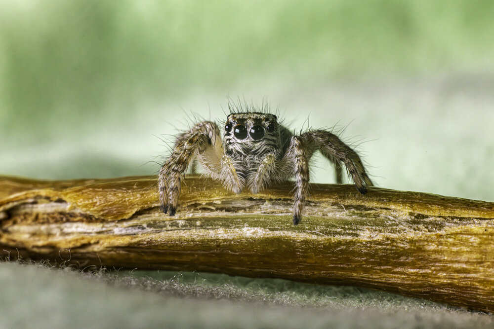 Jumping spider