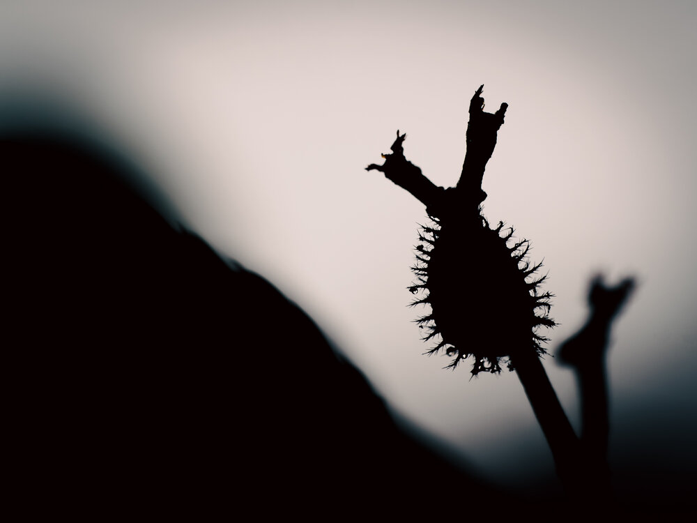 Photograph by Gergely Janovszky