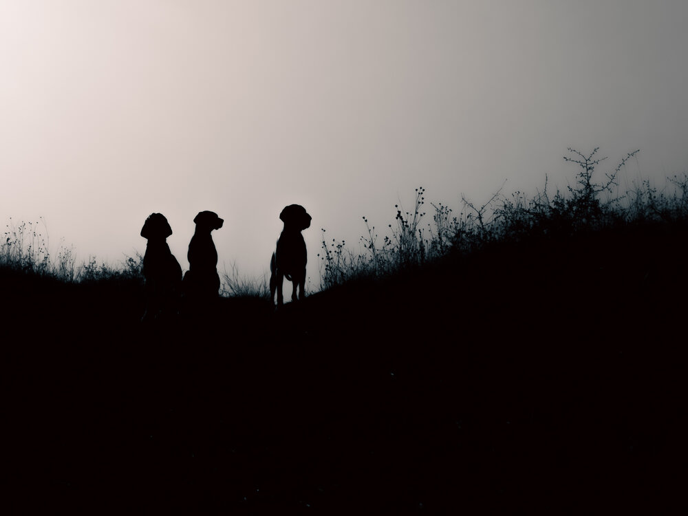 Photograph by Gergely Janovszky
