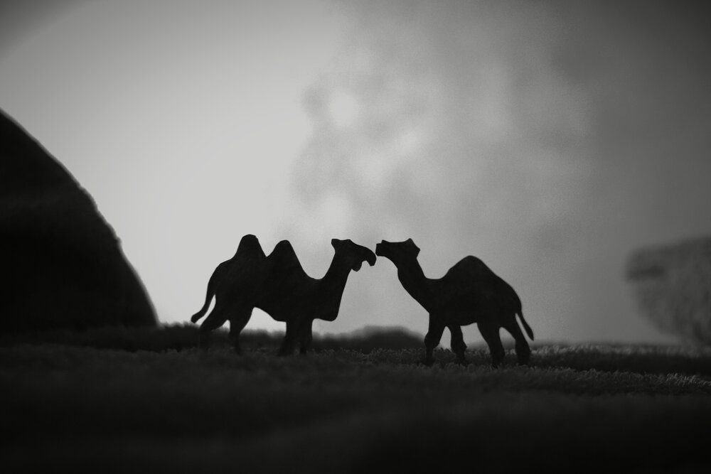 Photograph by Алена Марченко
