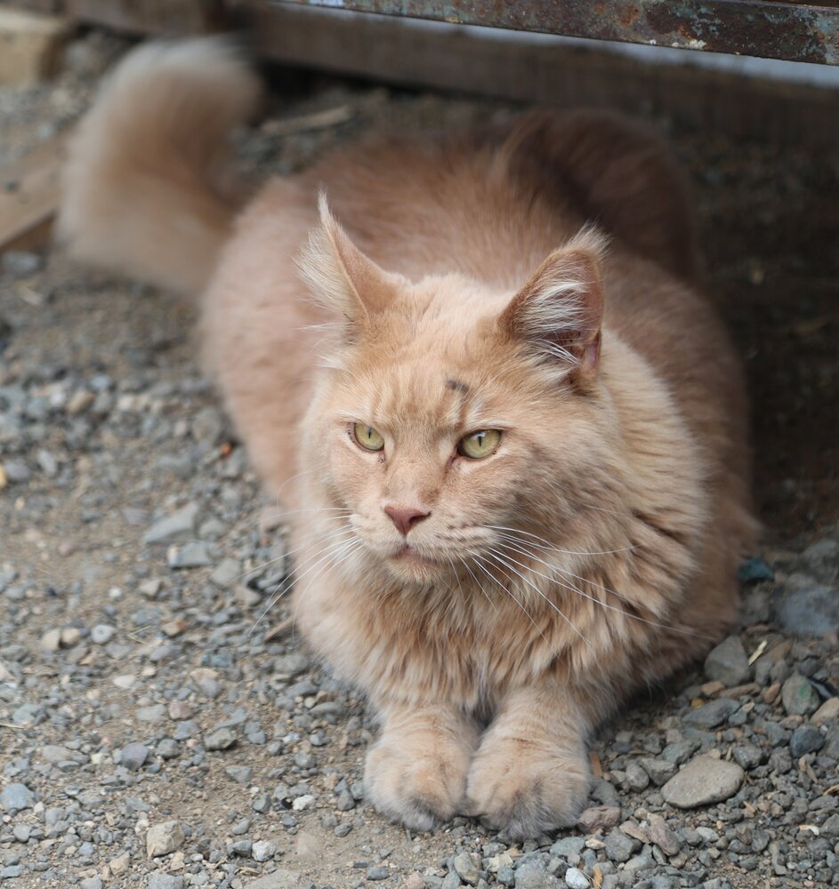 Photograph by Лариса Ким
