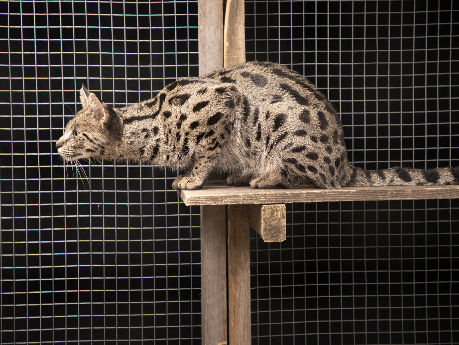 Photo #14046842