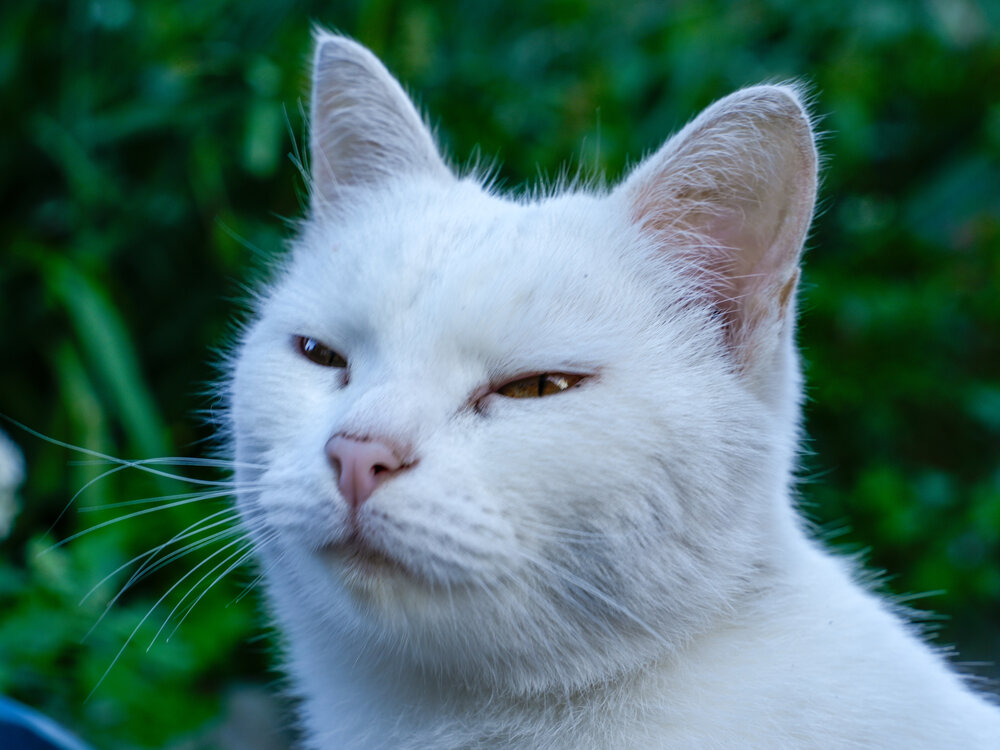 Photograph by Максим Скоробогатый