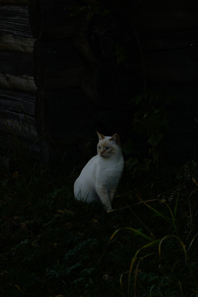 Photograph by Максим Скоробогатый