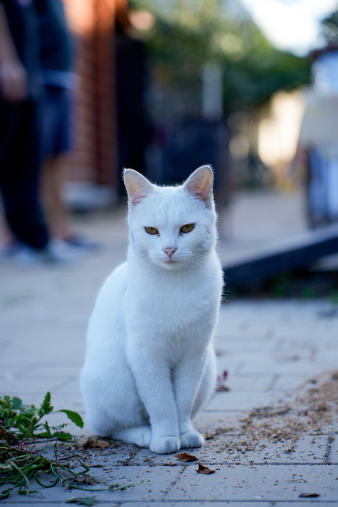 Photograph by Максим Скоробогатый