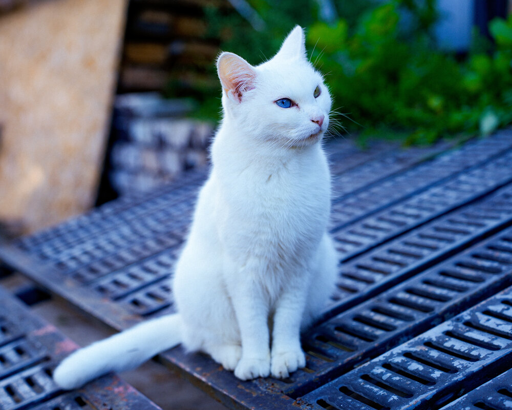 Photograph by Максим Скоробогатый
