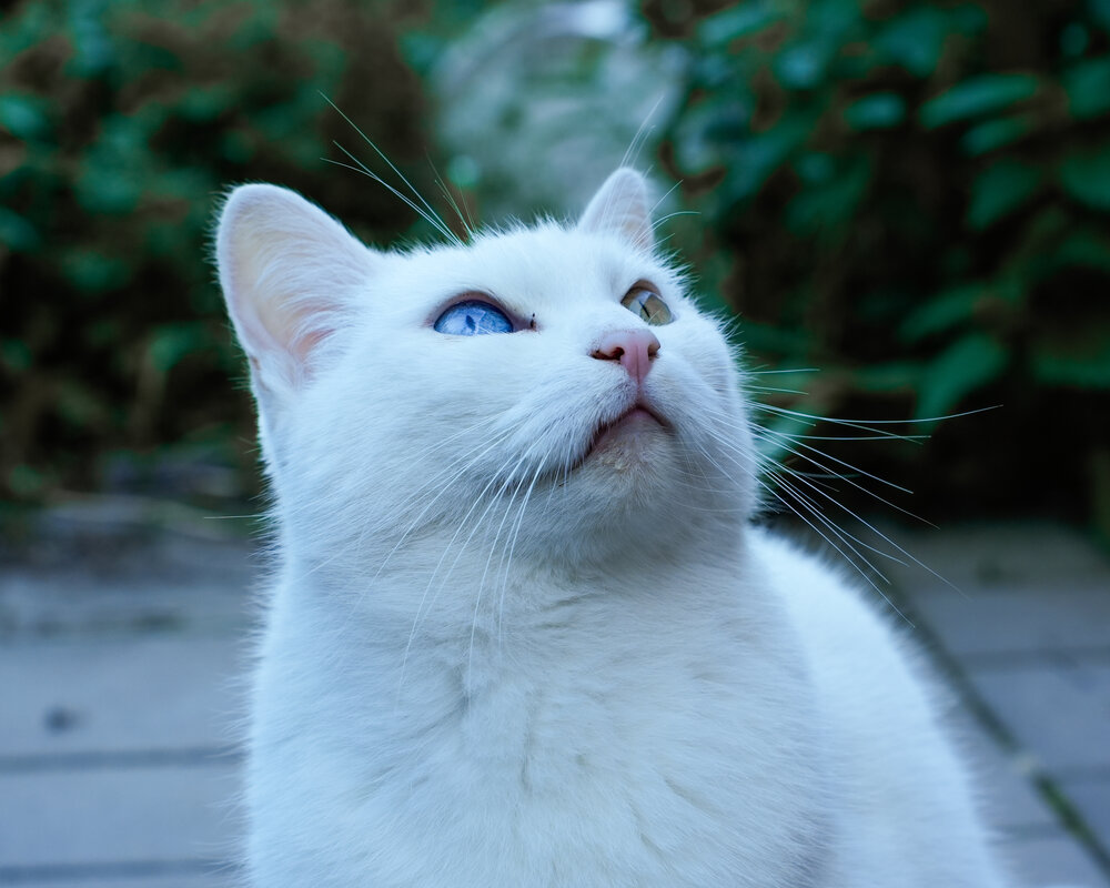 Photograph by Максим Скоробогатый