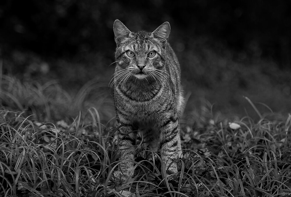 Photograph by hasan sorena jouri