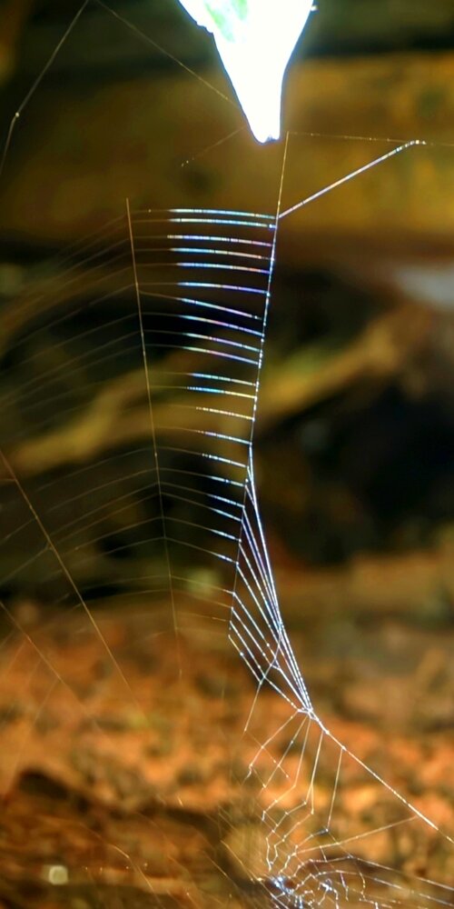 Web spider rainbow