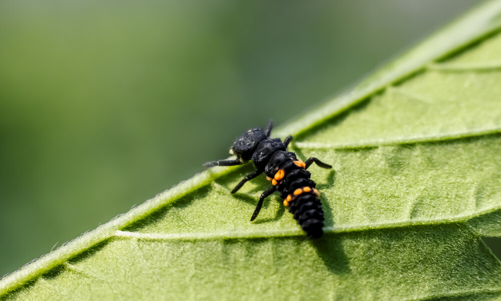 larva of the Asian lady beetle (Harmonia axyridis)