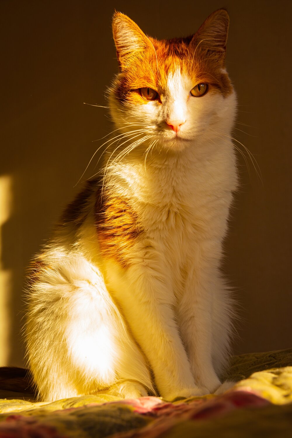 Photo #14046988