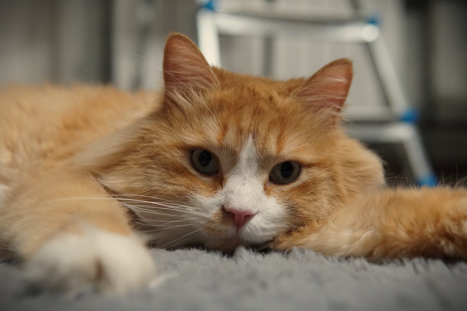 Photo #14047045