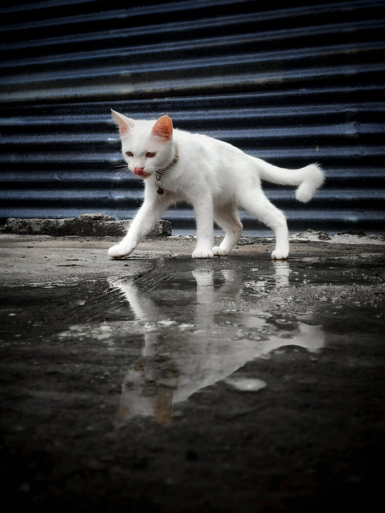 Reflections of a Cat