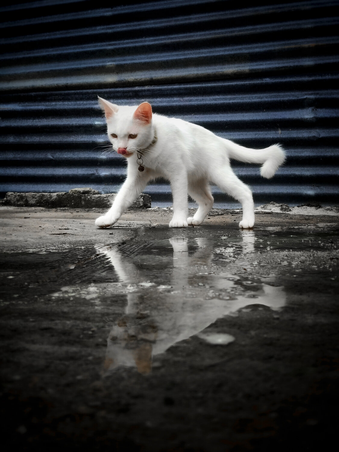 Reflections of a Cat