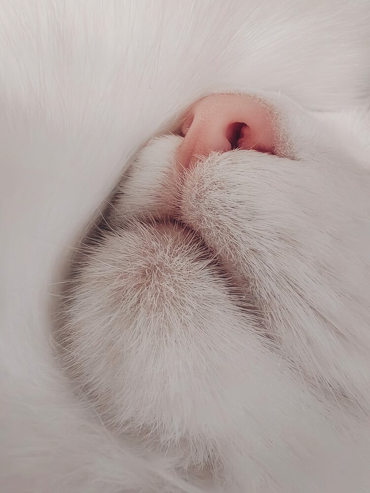 Photograph by Александра Липницкая