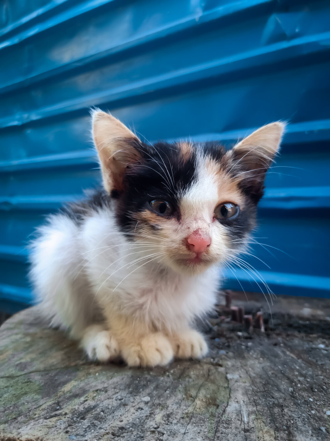 Tiny Paws, Big World