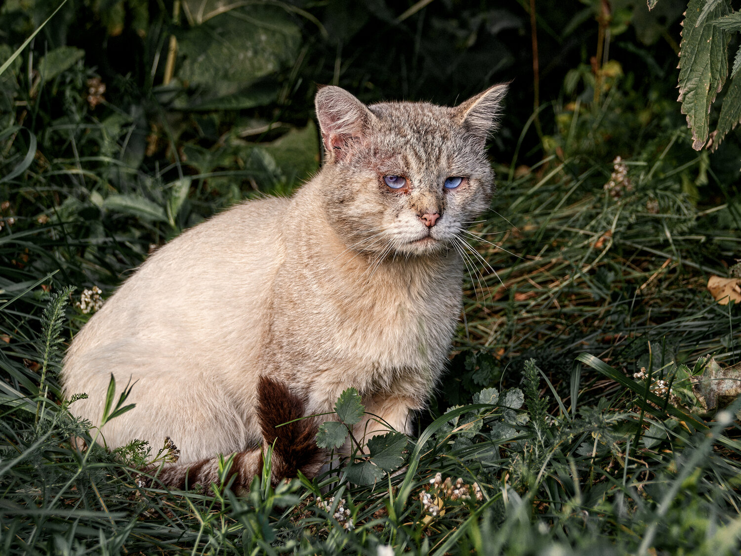 Photo #14047216