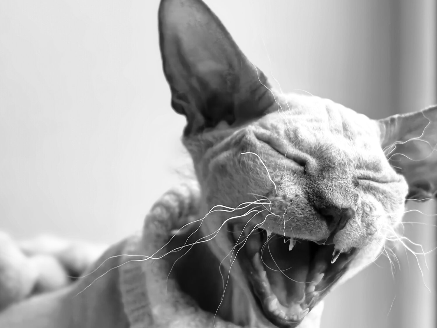 Photo #14047223