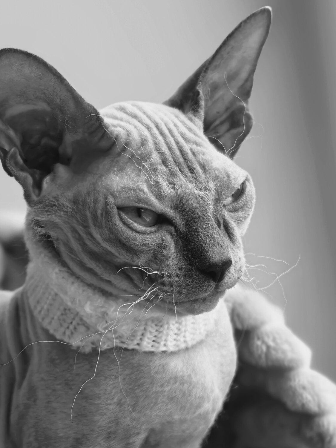 Photo #14047227